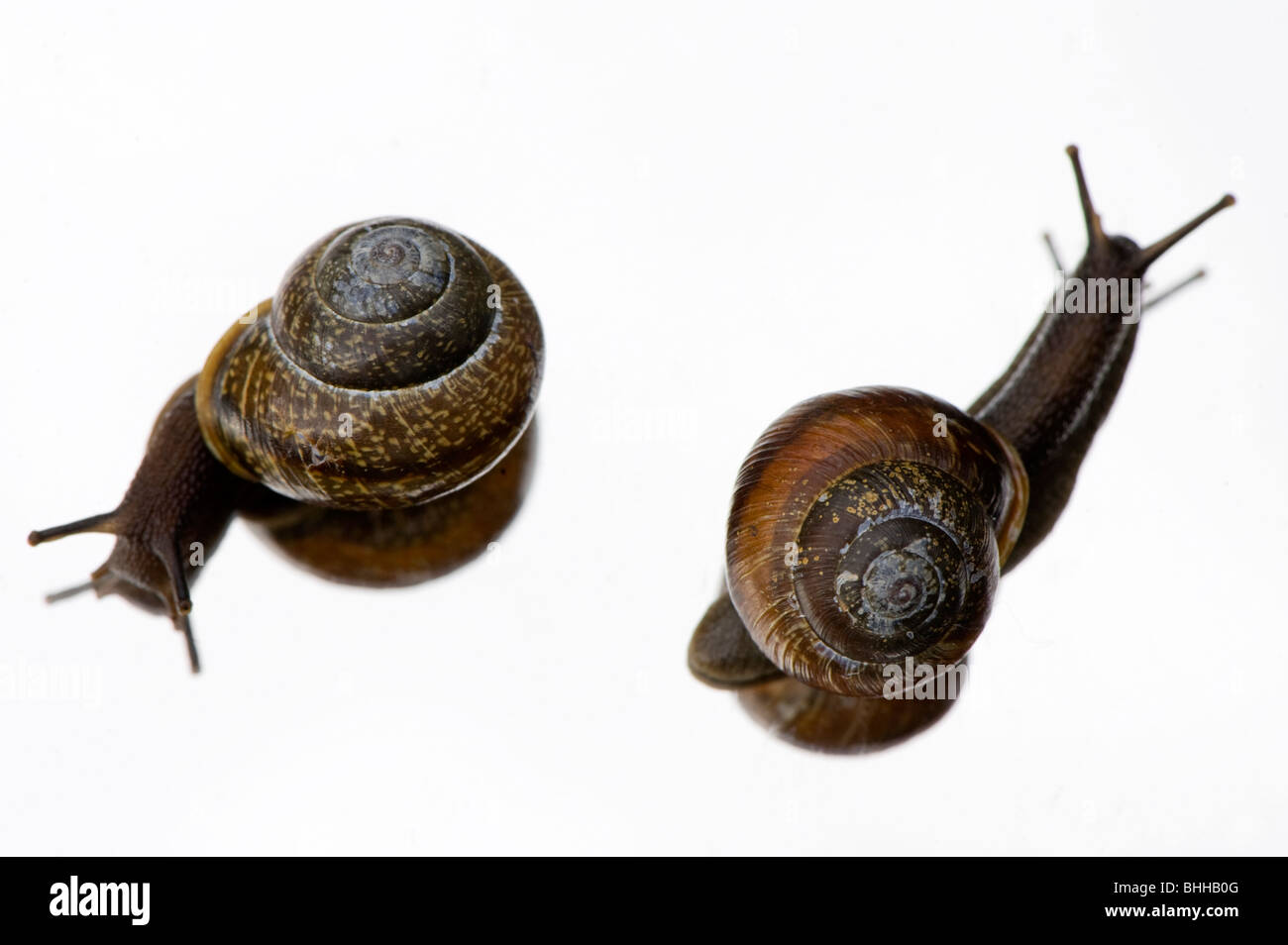 Escargots sur un miroir, close-up, en Suède. Banque D'Images