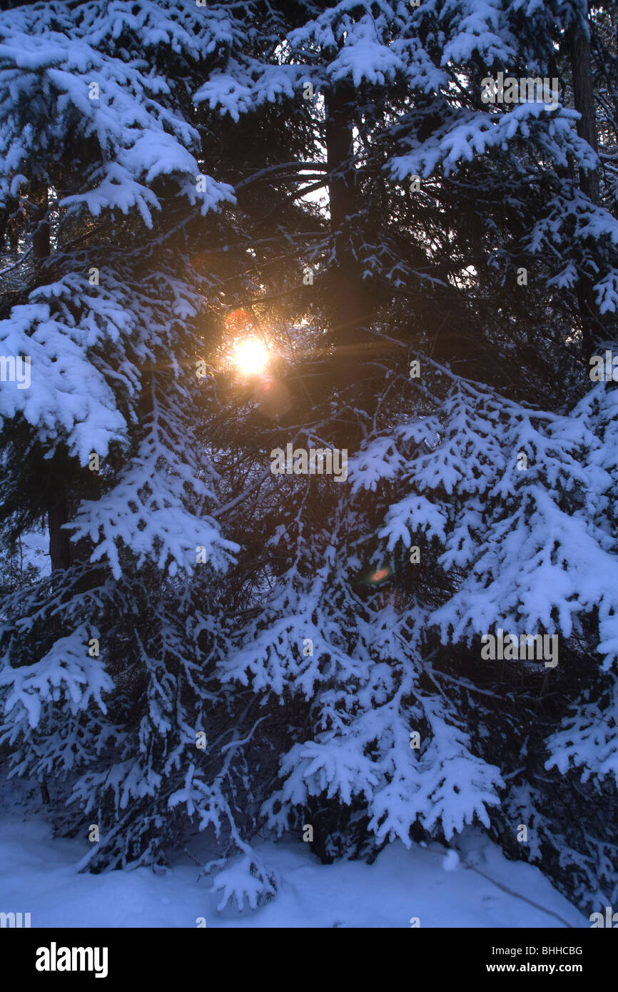 Rayon de soleil à travers la forêt d'hiver, la Suède. Banque D'Images