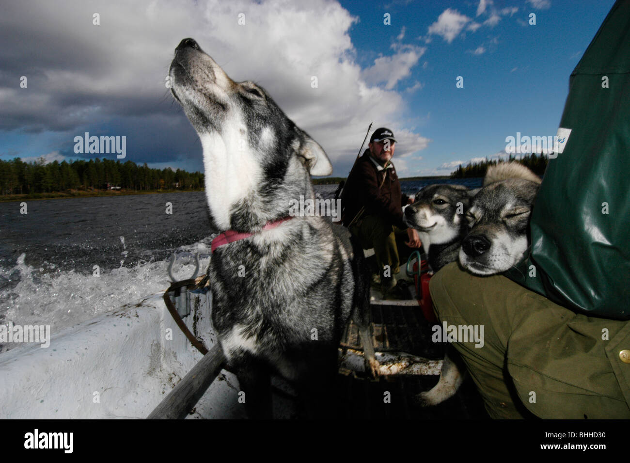 Les chasseurs et les chiens dans un bateau, la Suède. Banque D'Images