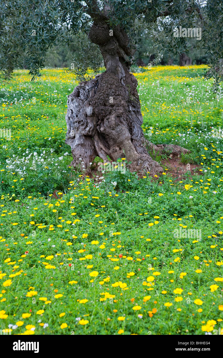 Olivier noueux antique dans les Pouilles, Italie Banque D'Images