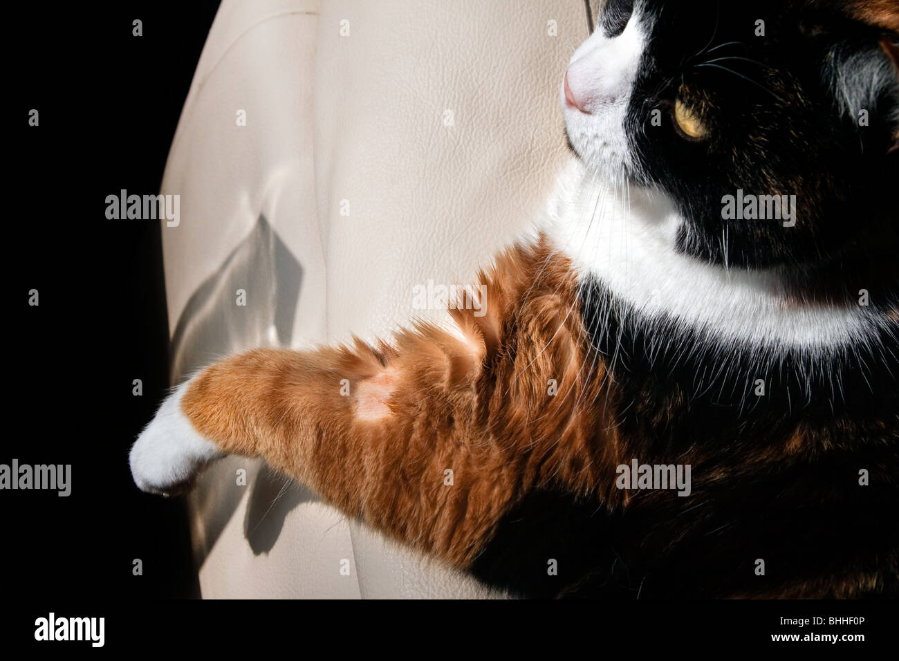 Chat domestique avec émincé de jambe avant d'avoir pris l'échantillon de sang Banque D'Images