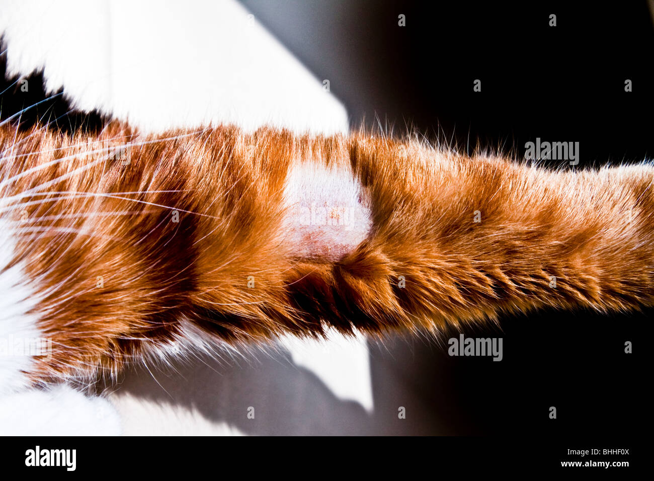 Chat domestique avec émincé de jambe avant d'avoir pris l'échantillon de sang Banque D'Images