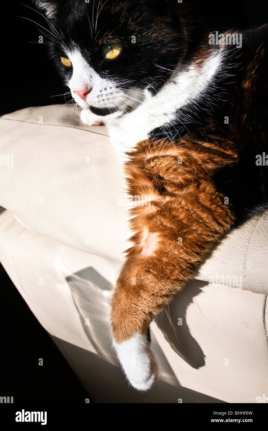 Chat domestique avec émincé de jambe avant d'avoir pris l'échantillon de sang Banque D'Images