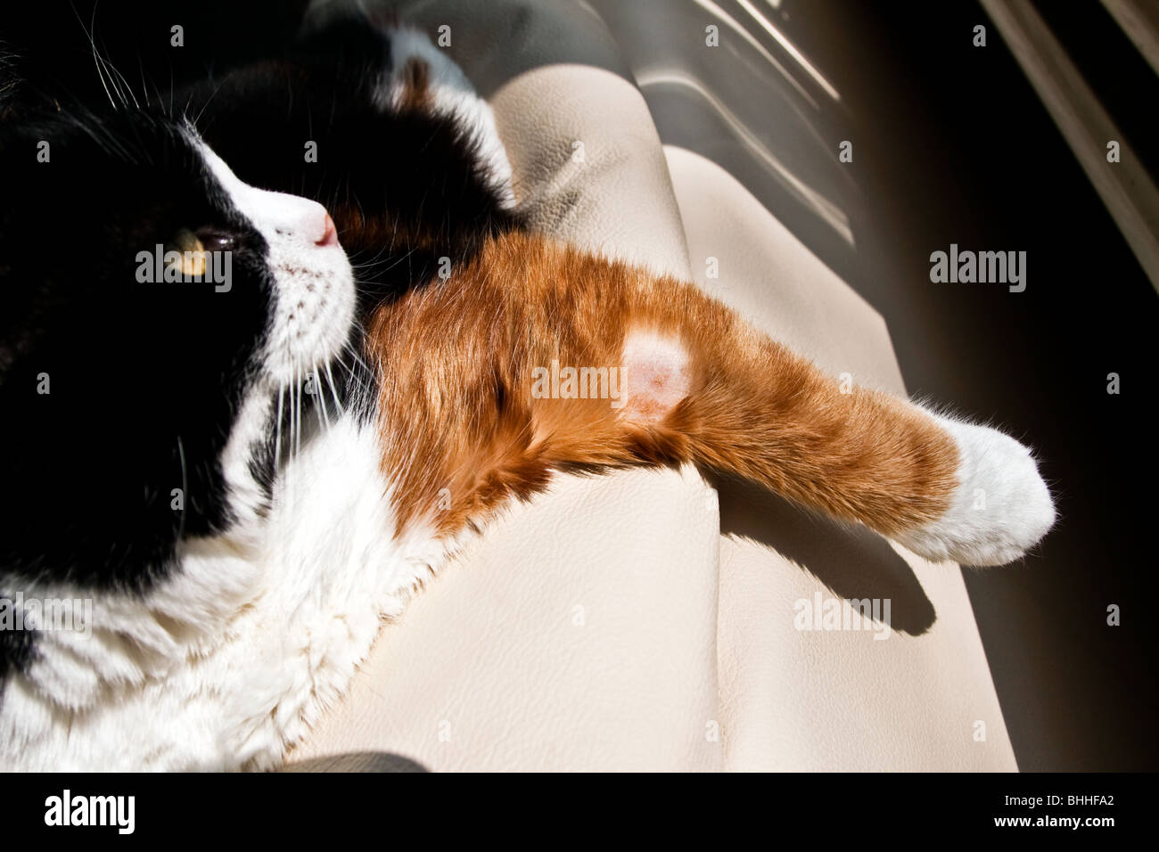 Chat domestique avec émincé de jambe avant d'avoir échantillon de sang prélevé par le vétérinaire Banque D'Images