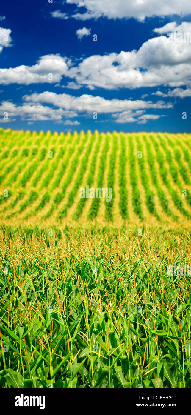 Paysage agricole du champ de maïs sur la petite exploitation agricole durable Banque D'Images