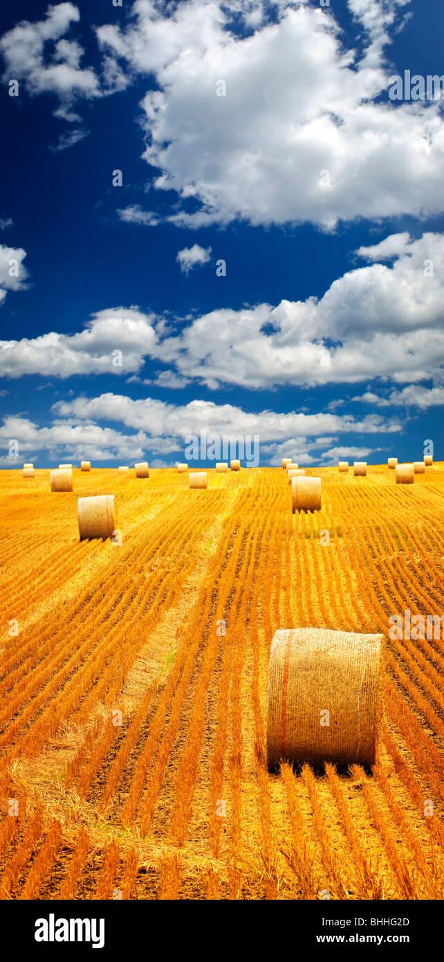 Paysage agricole de bottes de foin dans un champ d'or Banque D'Images
