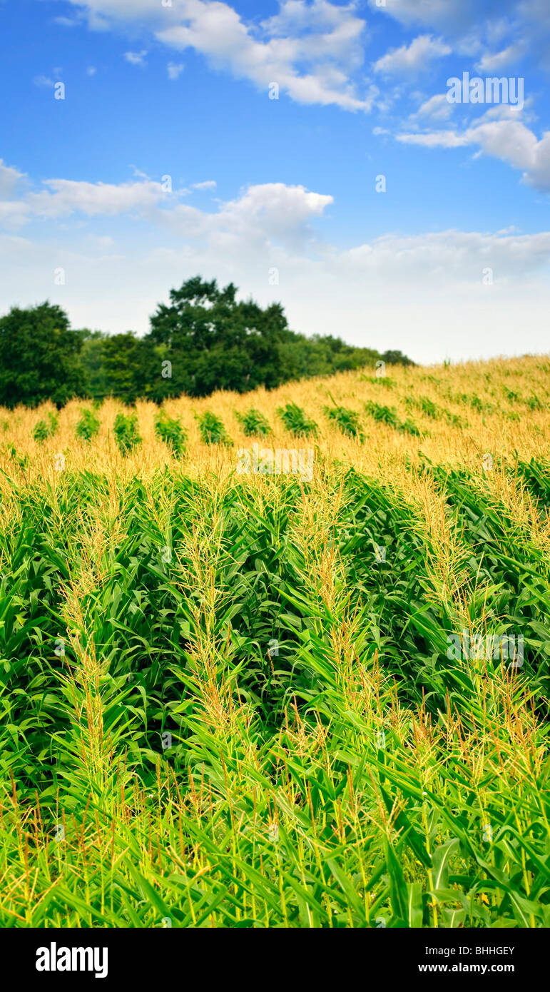 Paysage agricole du champ de maïs sur la petite exploitation agricole durable Banque D'Images