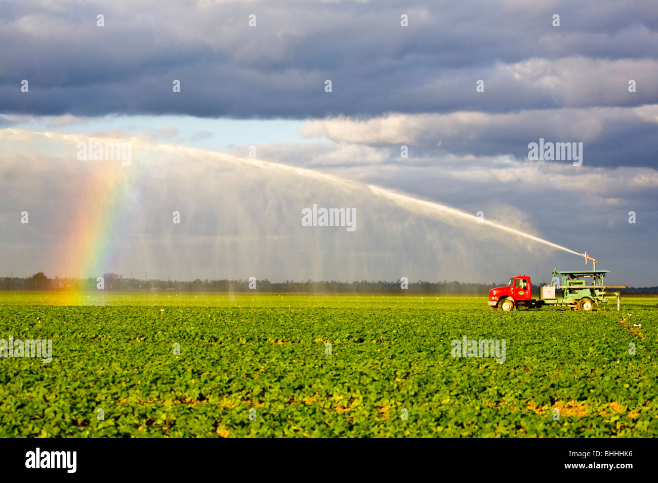 Pulvériser de l'eau gicleurs irriguer les champs agricoles à Homestead en Floride Banque D'Images