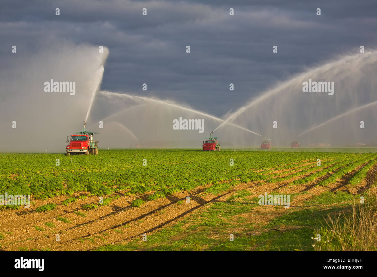 Pulvériser de l'eau gicleurs irriguer les champs agricoles à Homestead en Floride Banque D'Images