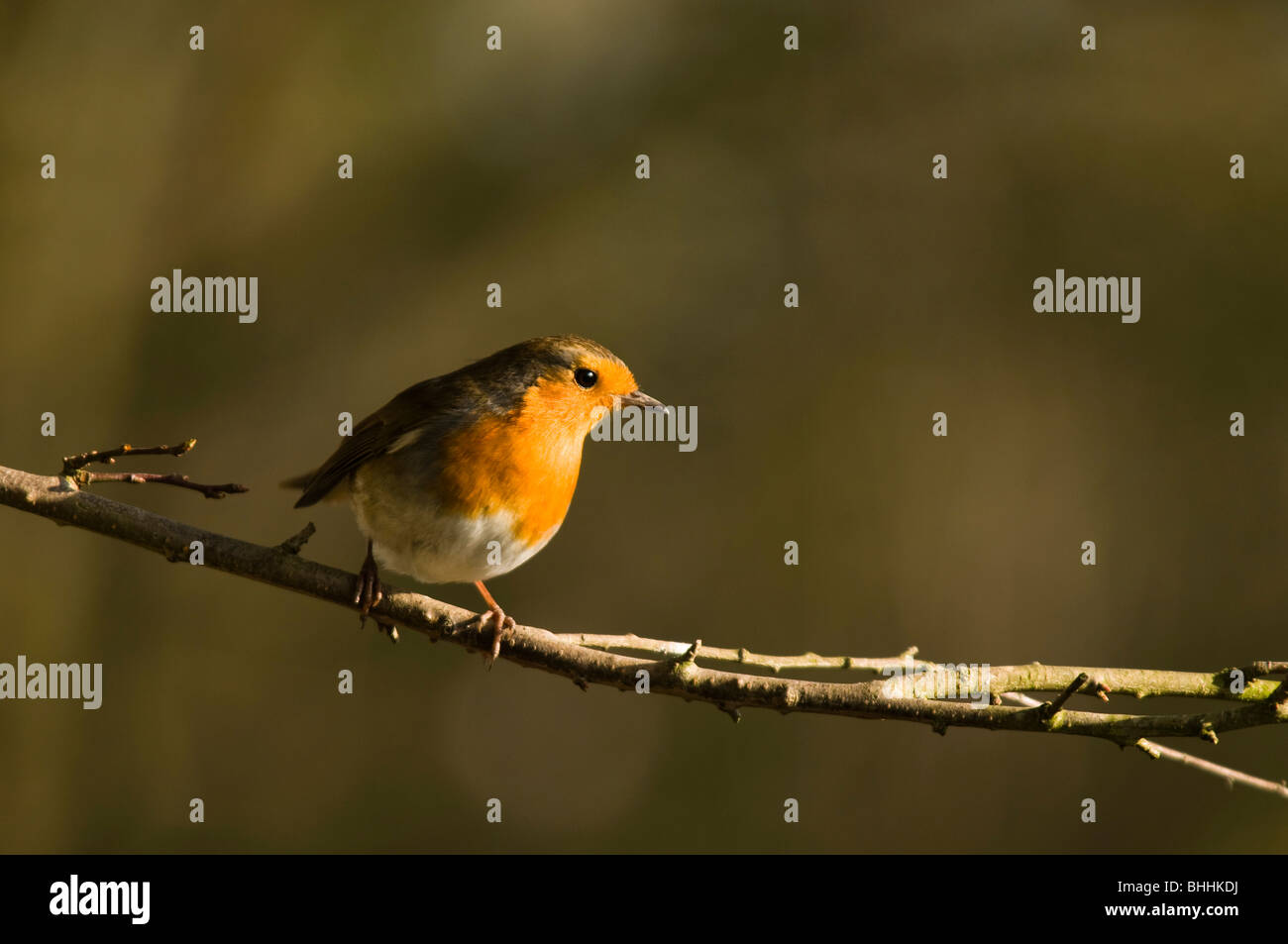 Robin, Erithacus rubecula aux abords, sur une branche d'arbre à Slimbridge WWT dans le Gloucestershire Banque D'Images