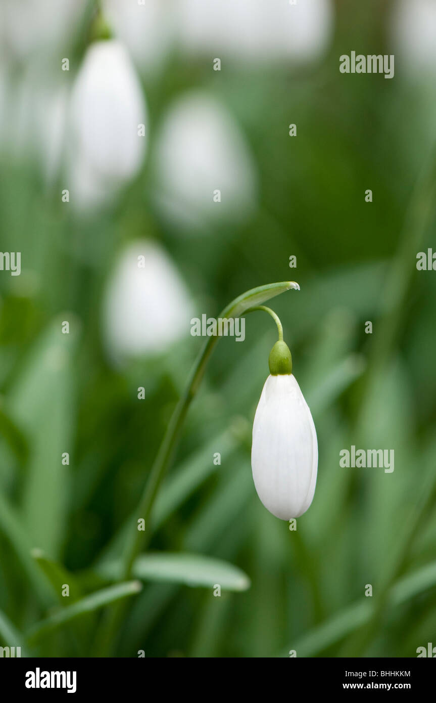 Close up de Galanthus 'Magnet', perce-neige, à Painswick Rococo Garden dans les Cotswolds Banque D'Images