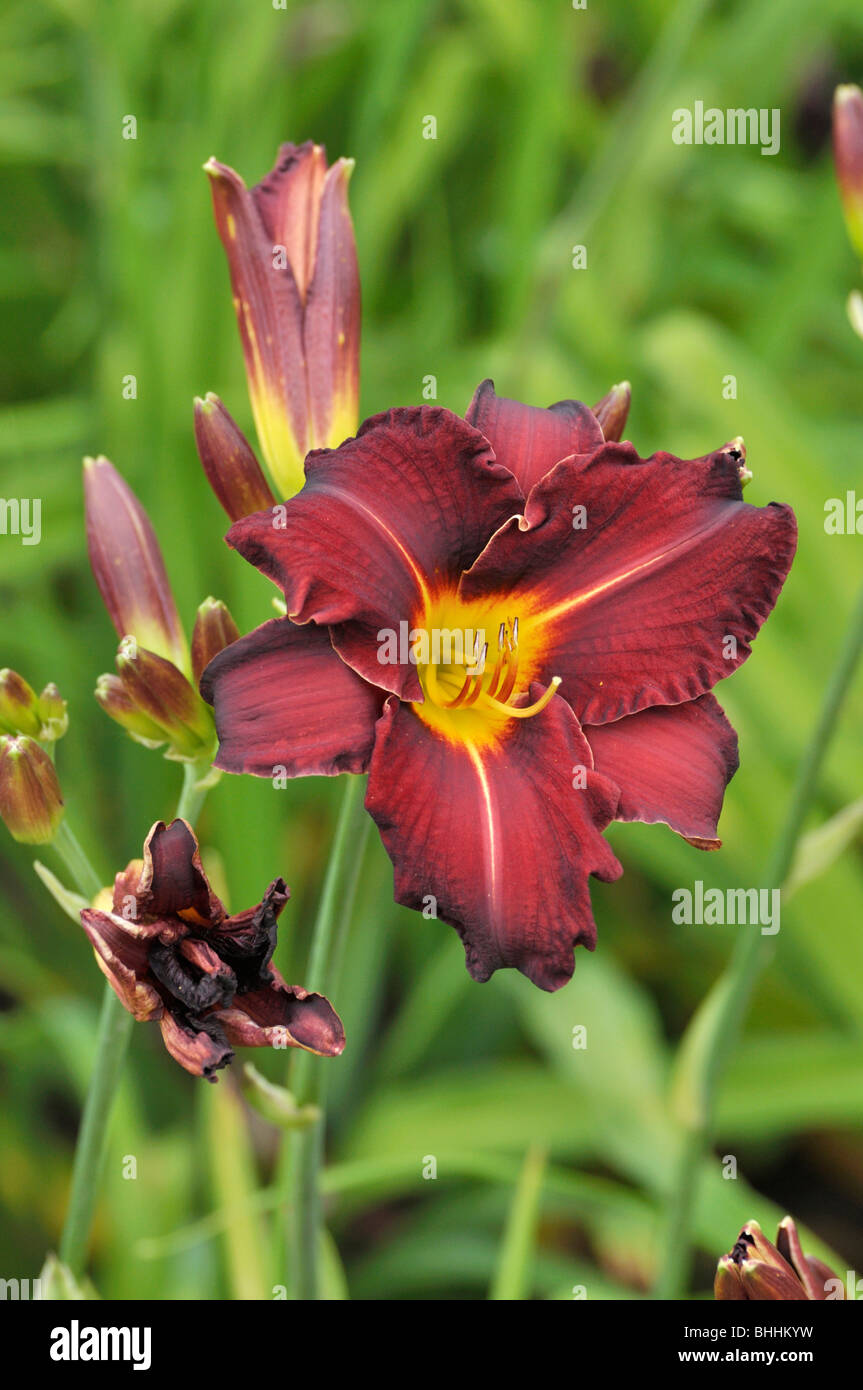 Hémérocalle (hemerocallis ed Murray) Banque D'Images