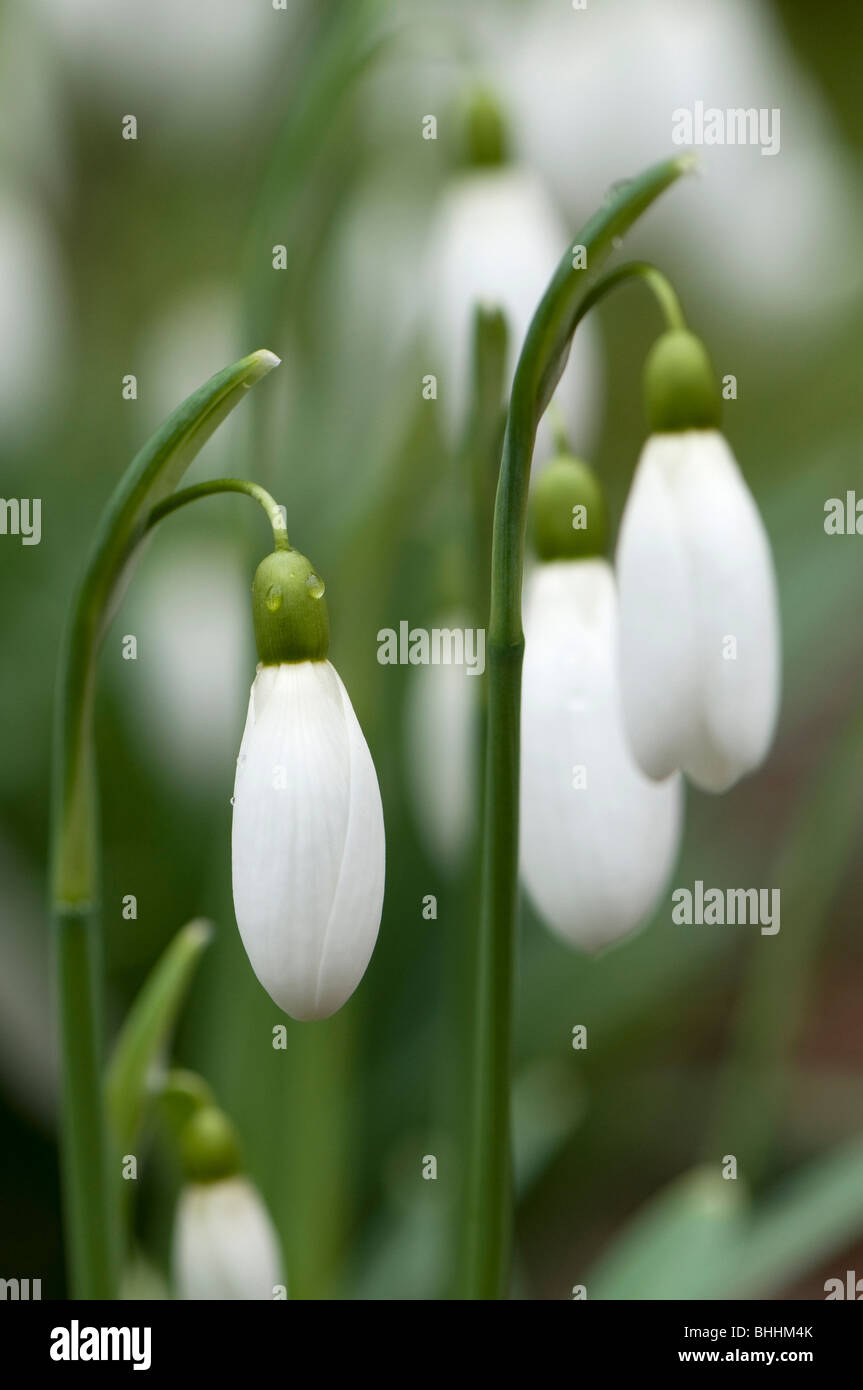 Close up de Galanthus 'Magnet', perce-neige, à Painswick Rococo Garden dans les Cotswolds Banque D'Images