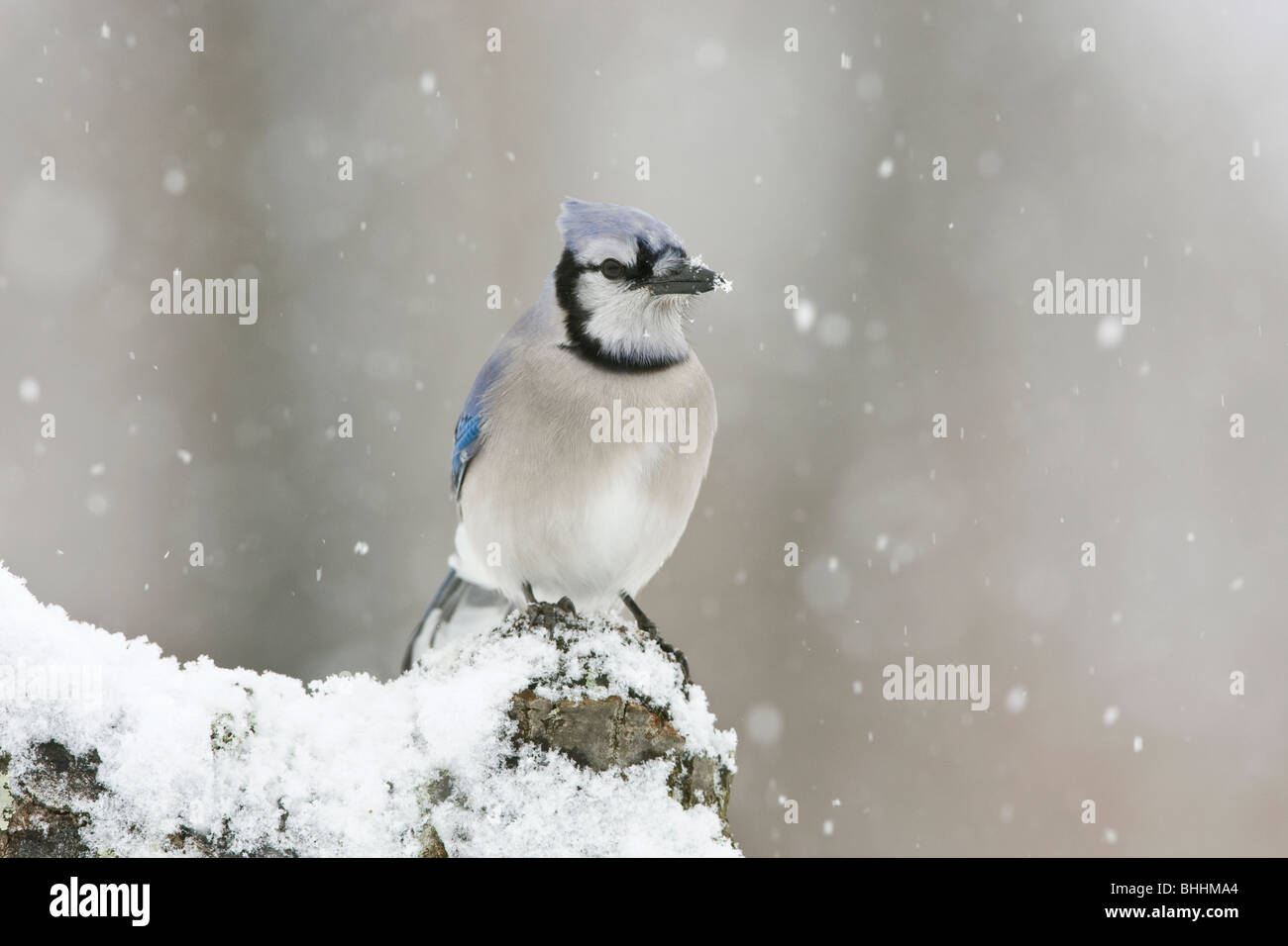 Le Geai bleu dans la neige Banque D'Images