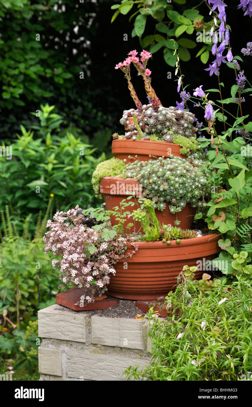 Pyramide de récipient avec succulentes Banque D'Images