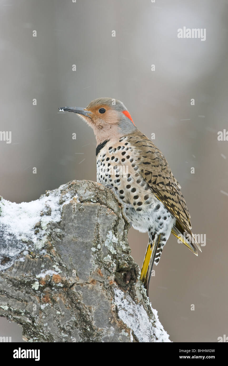 Le pic flamboyant dans la neige Banque D'Images Le pic flamboyant dans la neige Banque D'Images