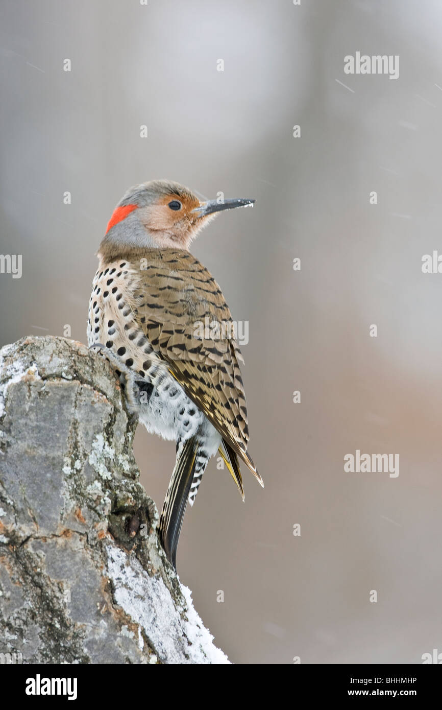 Le pic flamboyant dans la neige Banque D'Images Le pic flamboyant dans la neige Banque D'Images