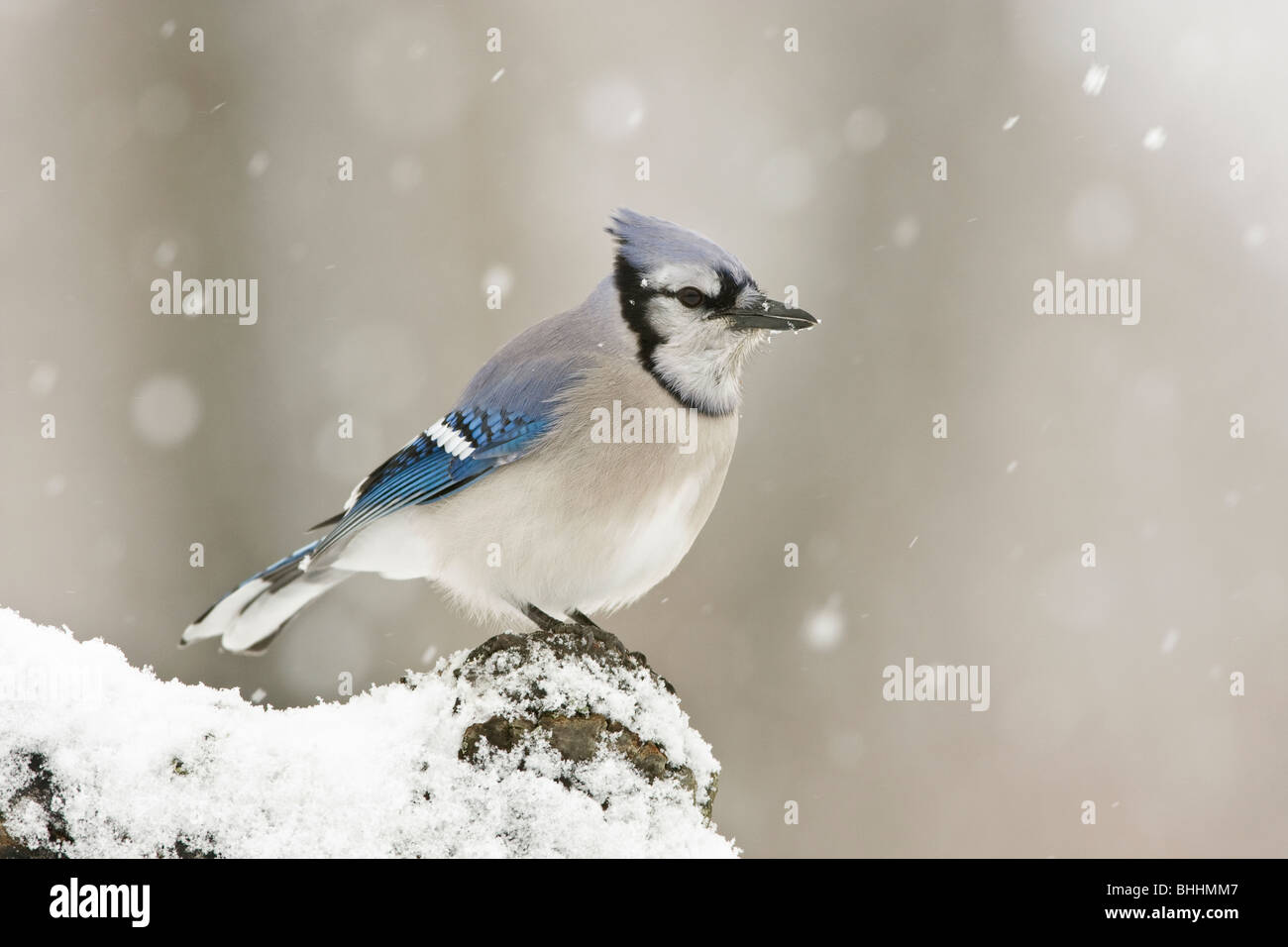 Le Geai bleu dans la neige Banque D'Images