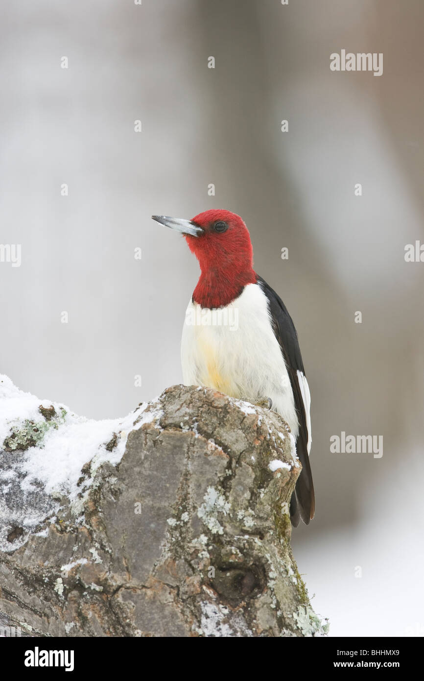 Pic oiseaux oiseaux Banque de photographies et d’images à haute ...