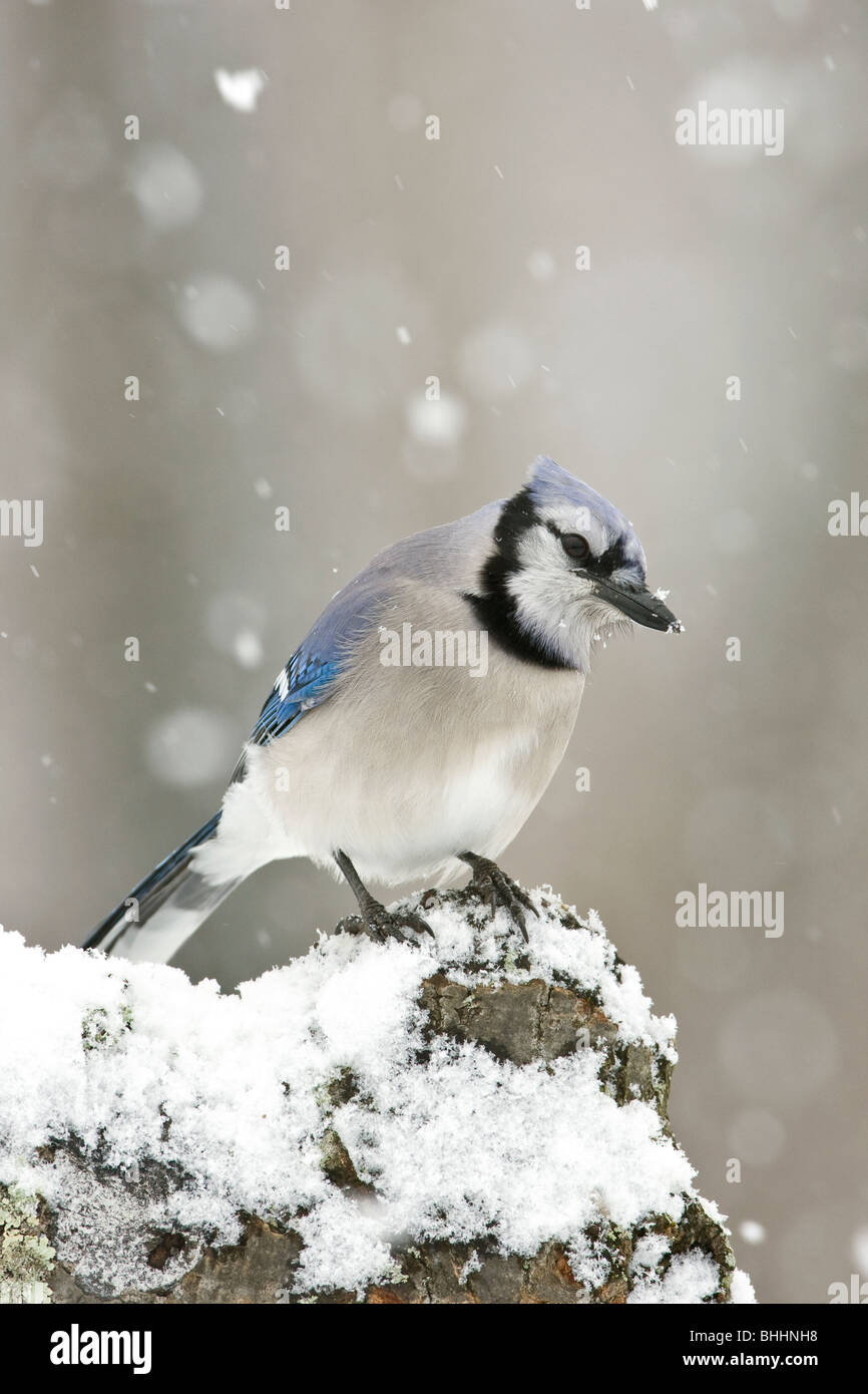 Le Geai bleu dans la neige Banque D'Images