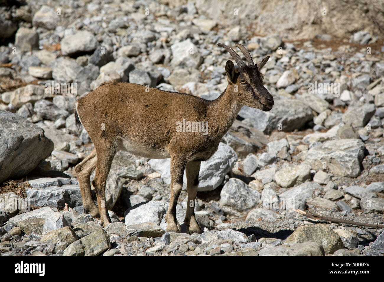 Un des rares Kri Kri (Capra aegagrus creticus) dans les gorges de Samaria, le Parc National de Samaria, Crète, Grèce. Banque D'Images
