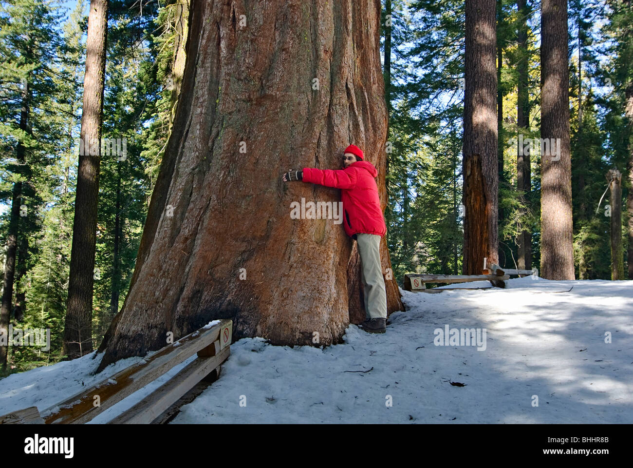 Tree Hugger. Des séquoias géants à Tuolumne Grove Yosemite National Park. Banque D'Images