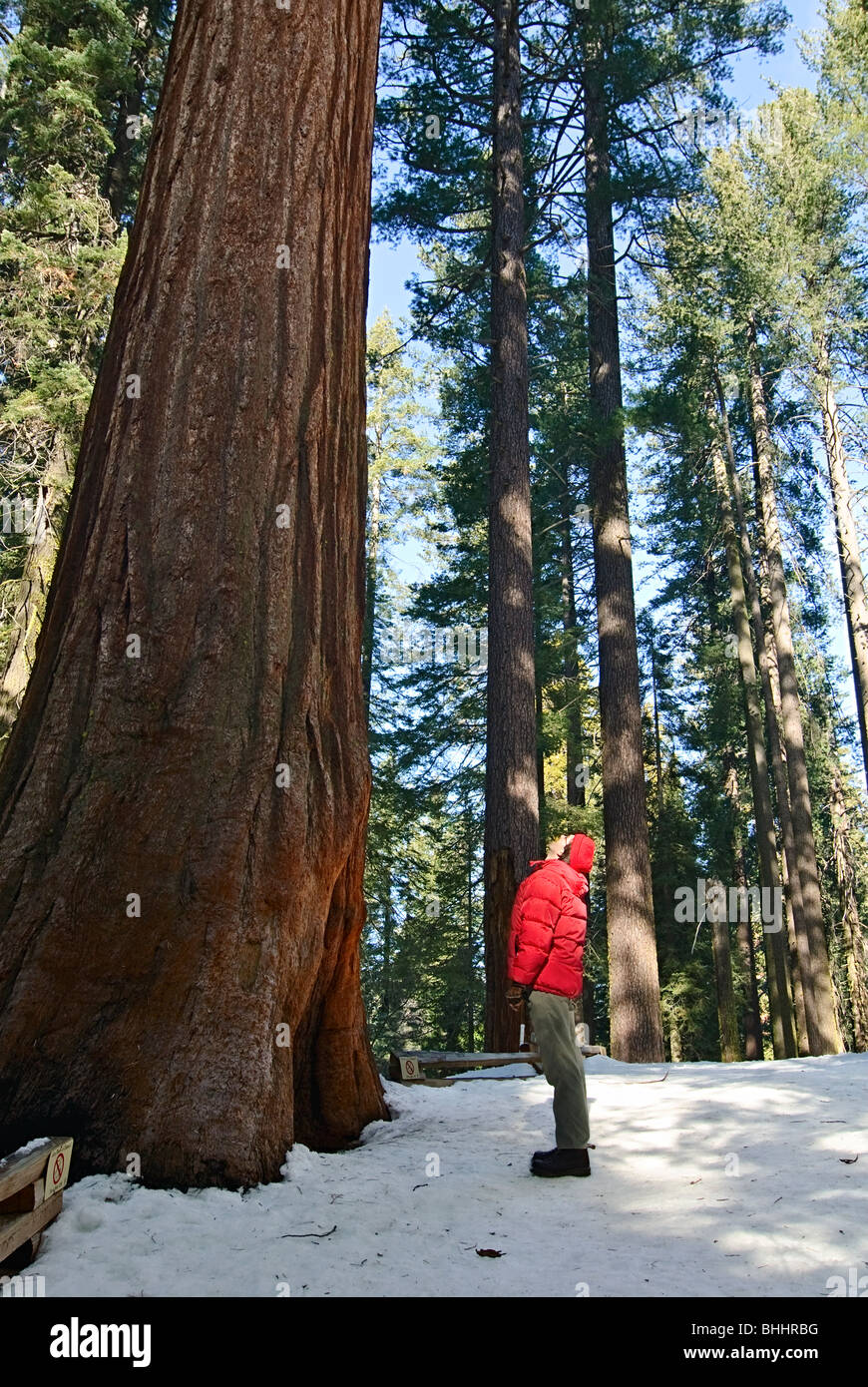 Un homme à la recherche jusqu'à la crainte d'un arbre Séquoia géant de Tuolumne Grove dans le Parc National Yosemite. Banque D'Images