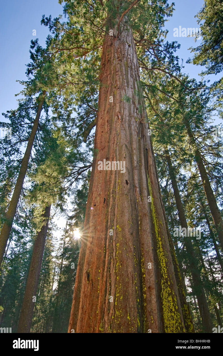 Des séquoias géants à Tuolumne Grove Yosemite National Park. Banque D'Images