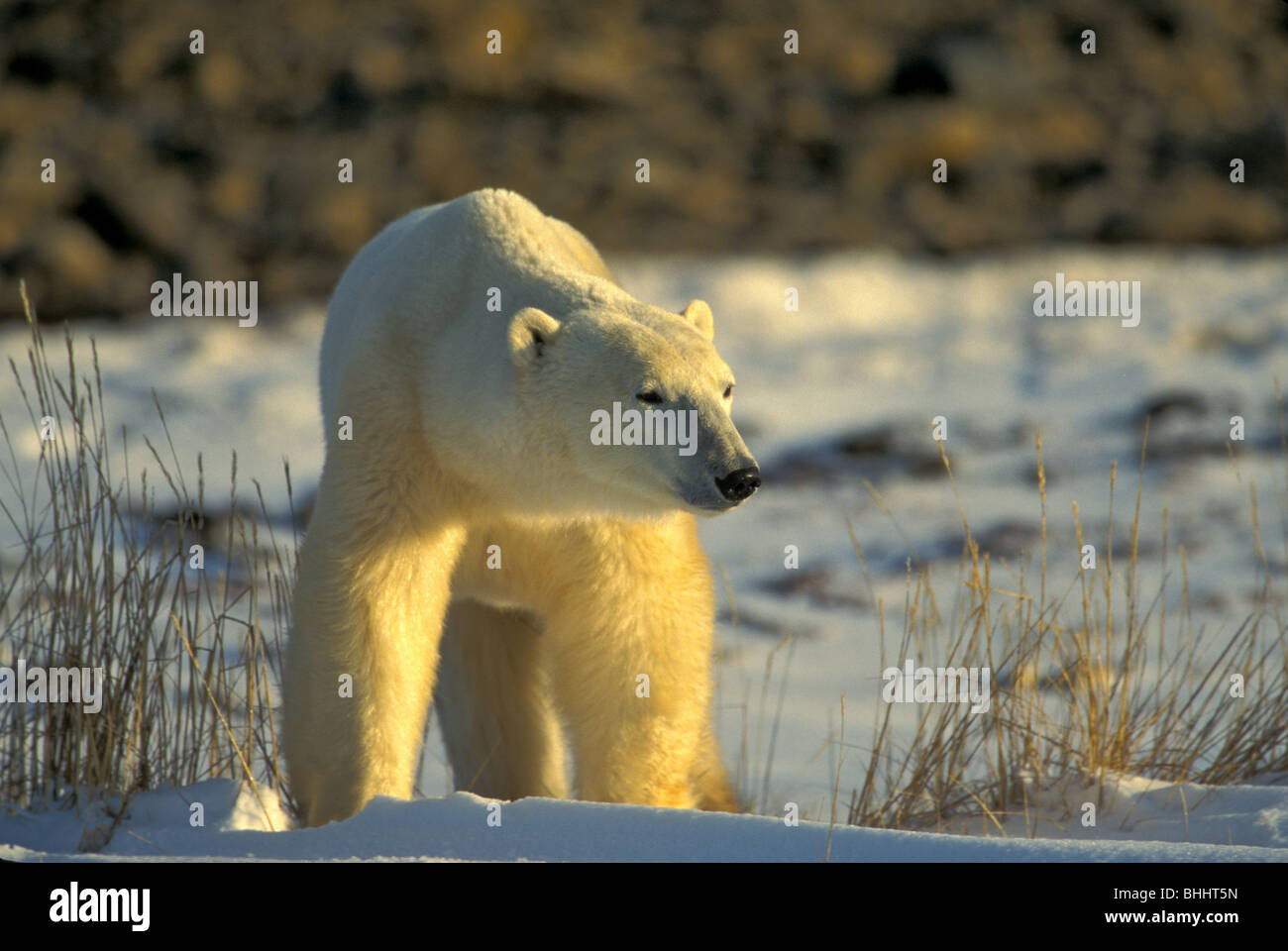 L'ours polaire (Ursus maritimus), nearchurchill, Manitoba, Canada. célèbre comme l'un des meilleurs endroits pour voir les ours polaires. Banque D'Images