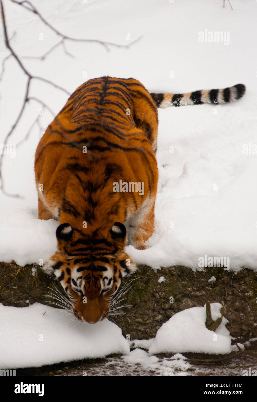 Soif Siberian Tiger Banque D'Images