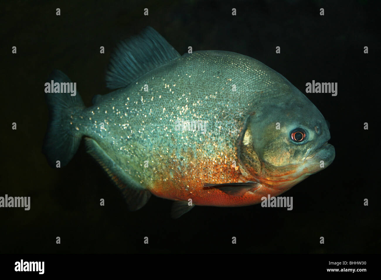 Red-bellied Piranha Pygocentrus nattereri Banque D'Images