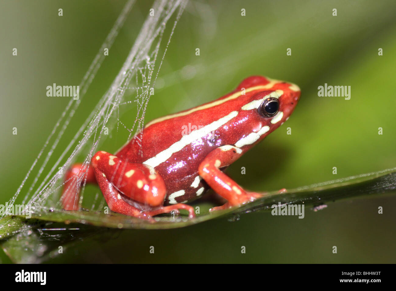 Grenouille Epipedobates tricolor Poison fantasmatique Banque D'Images Grenouille Epipedobates tricolor Poison fantasmatique Banque D'Images