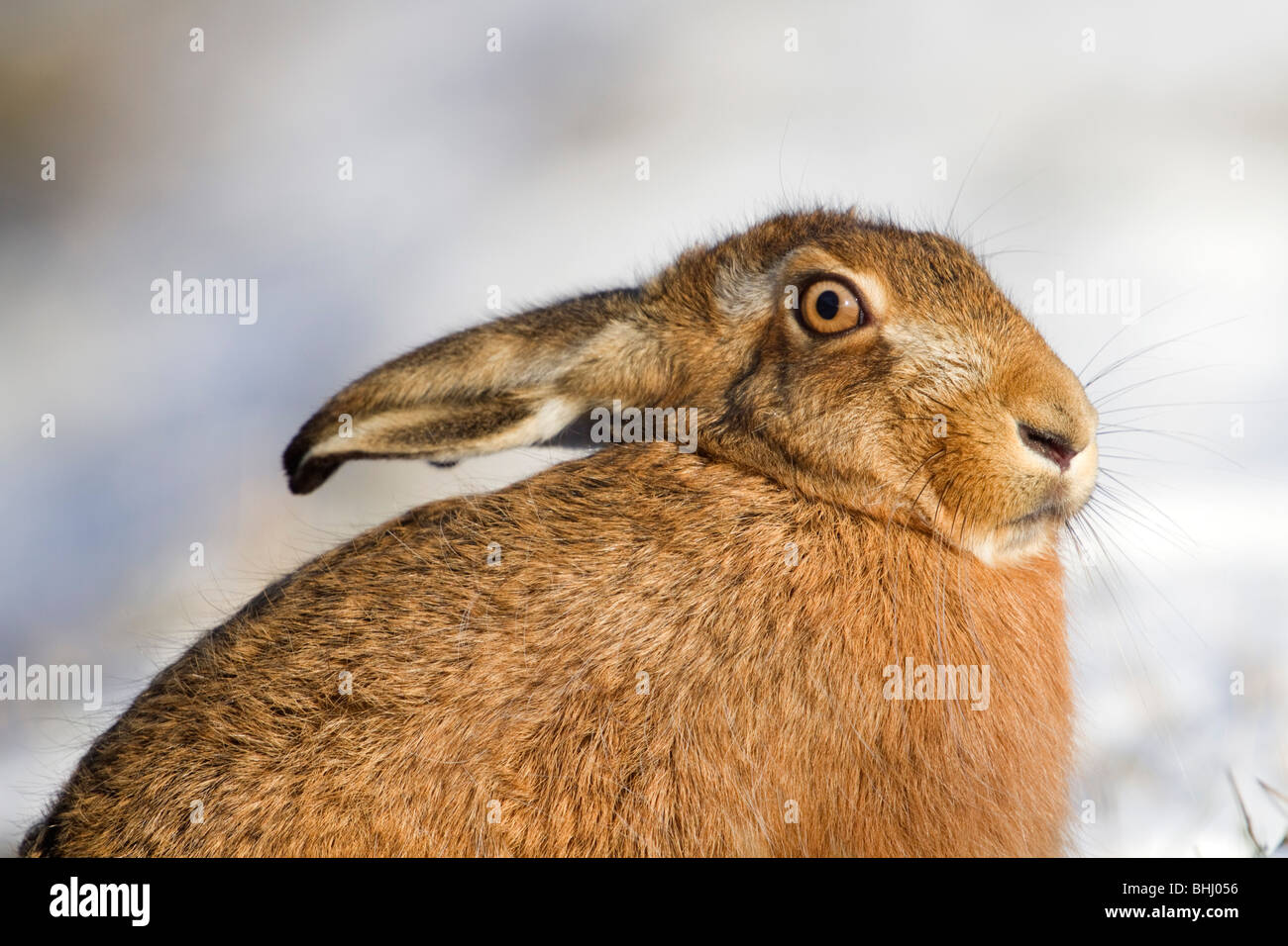 Lièvre brun Lepus capensis ; ; ; la neige dans le Lincolnshire Banque D'Images