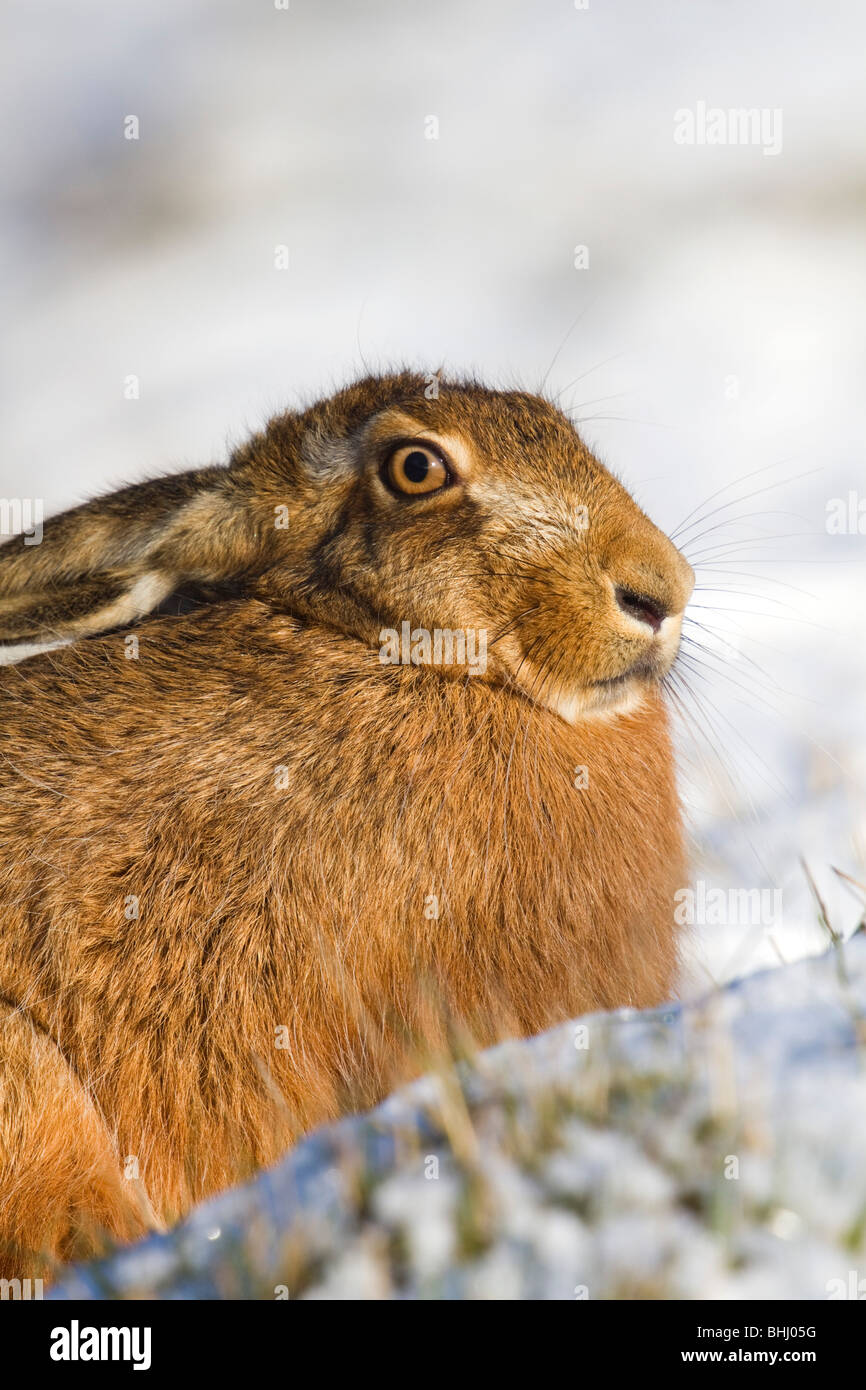 Lièvre brun Lepus capensis ; ; ; la neige dans le Lincolnshire Banque D'Images