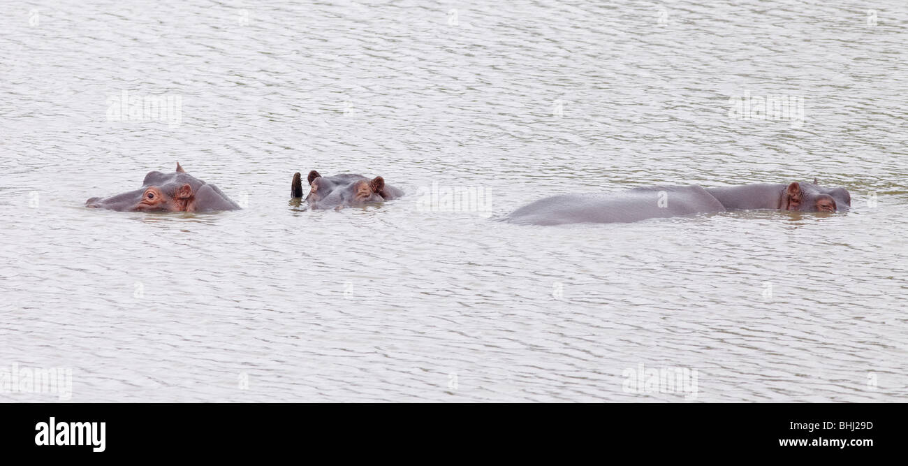 Les rhinocéros immergé dans l'eau Banque D'Images