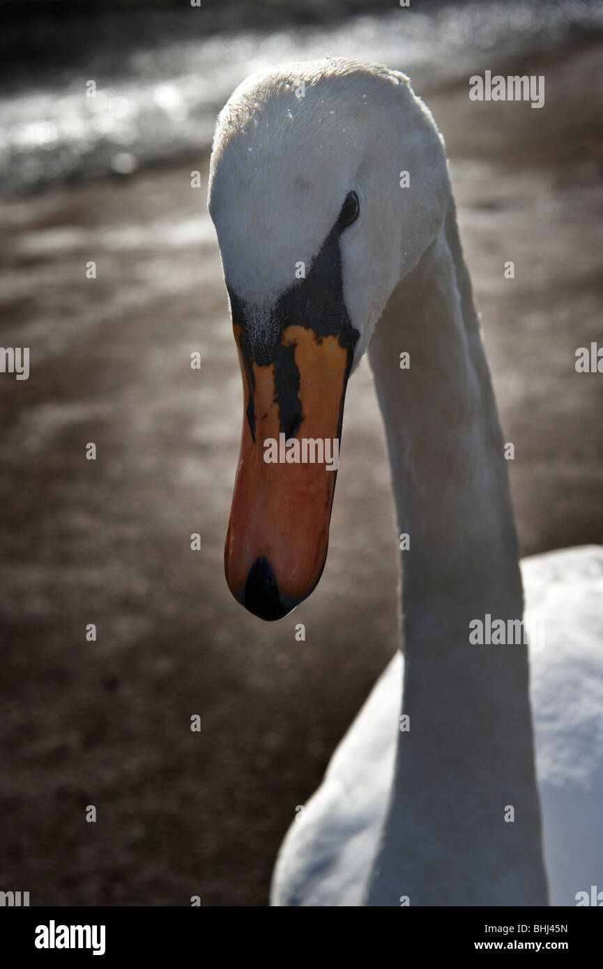 Portrait d'une femelle cygne muet un grand oiseau aquatique aquatiques à Rickmansworth aquadrome Hertfordshire UK Banque D'Images