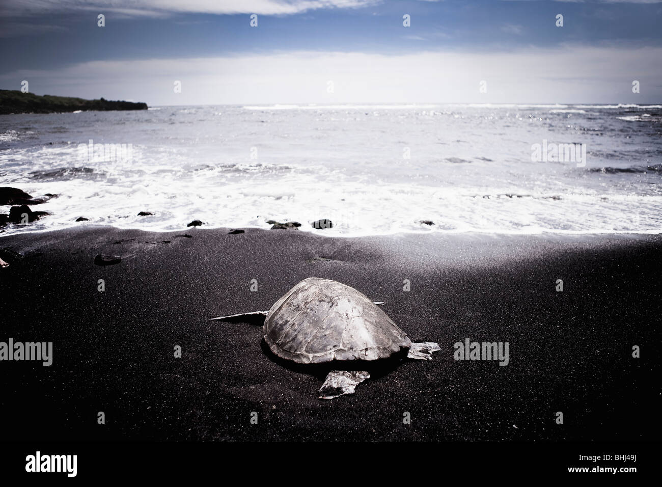Sorties en mer des tortues marines sur la plage noire Banque D'Images