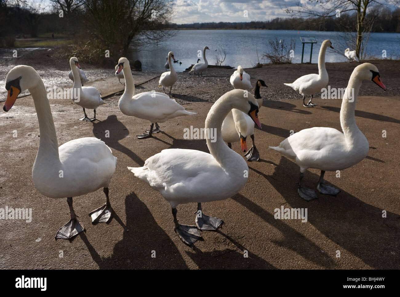 Bury Lake Rickmansworth Aquadrome Hertfordshire UK Banque D'Images