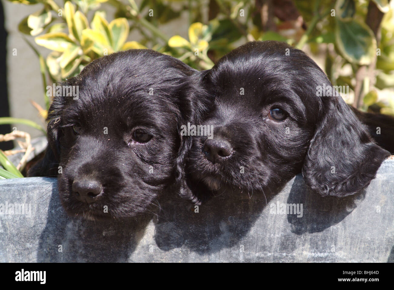 Cocker spaniels Banque D'Images