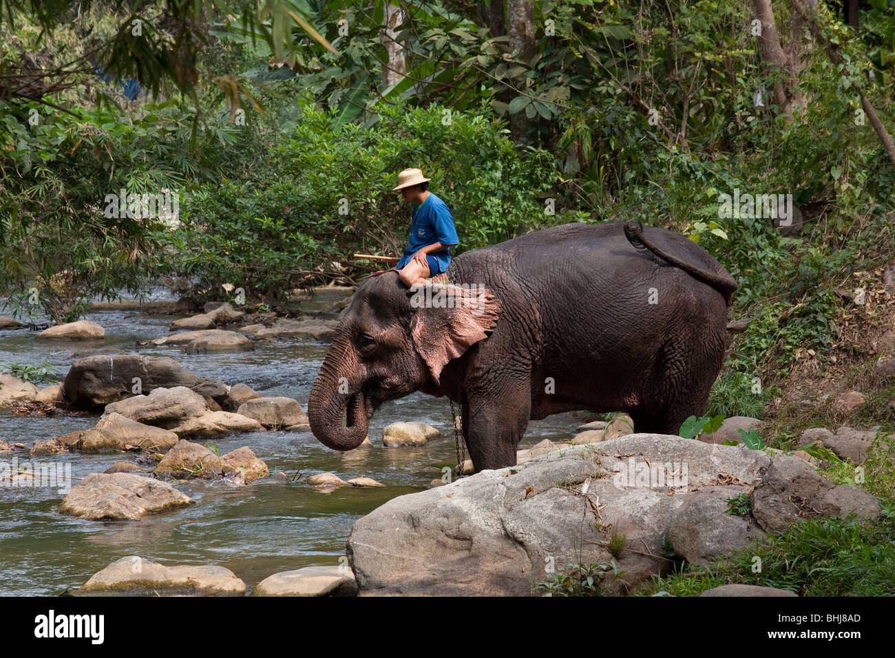 Maesa Elephant Camp, éléphants jouant dans l'eau, 119/9 Tapae Road, Muang, Chiang Mai, Thaïlande Banque D'Images