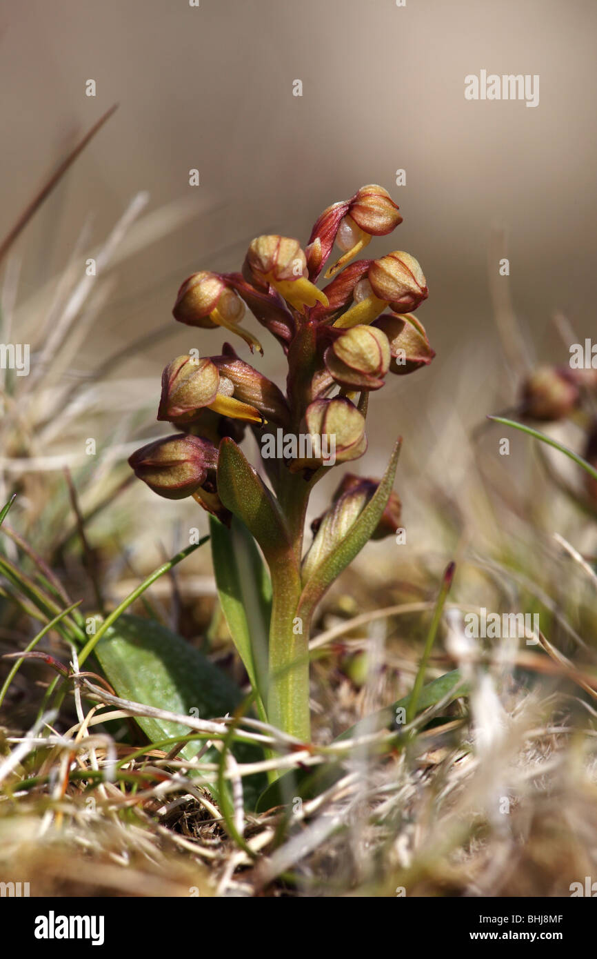 Orchidée grenouille - Coeloglossum viride Banque D'Images