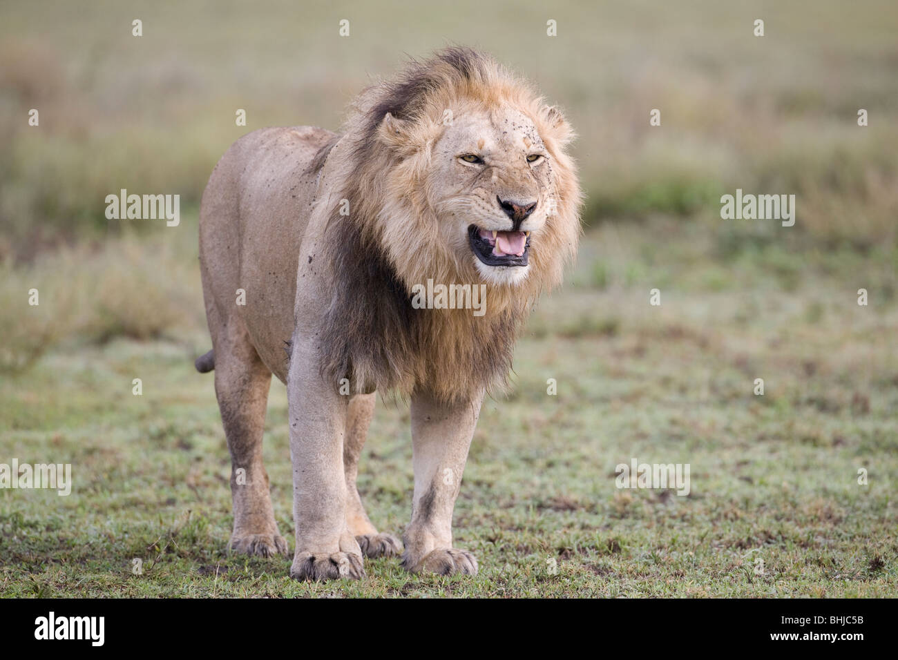 Ricanant lion Panthera leo rôdant dans la Ngorongoro, en Tanzanie Banque D'Images