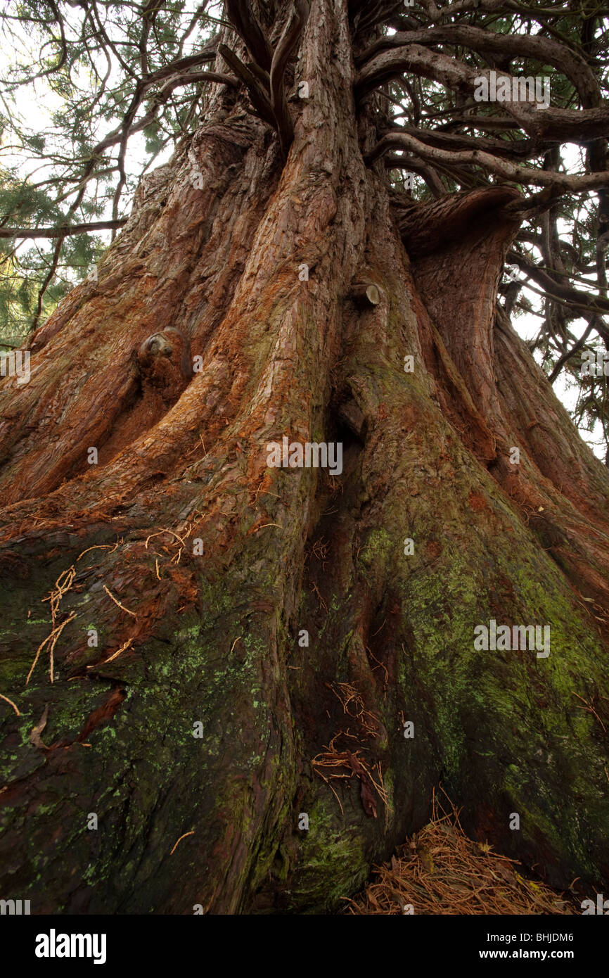 Grande épinette de sitka (Pseudotsuga menziesii) dans la région de Glen Affric, les Highlands écossais, UK Banque D'Images