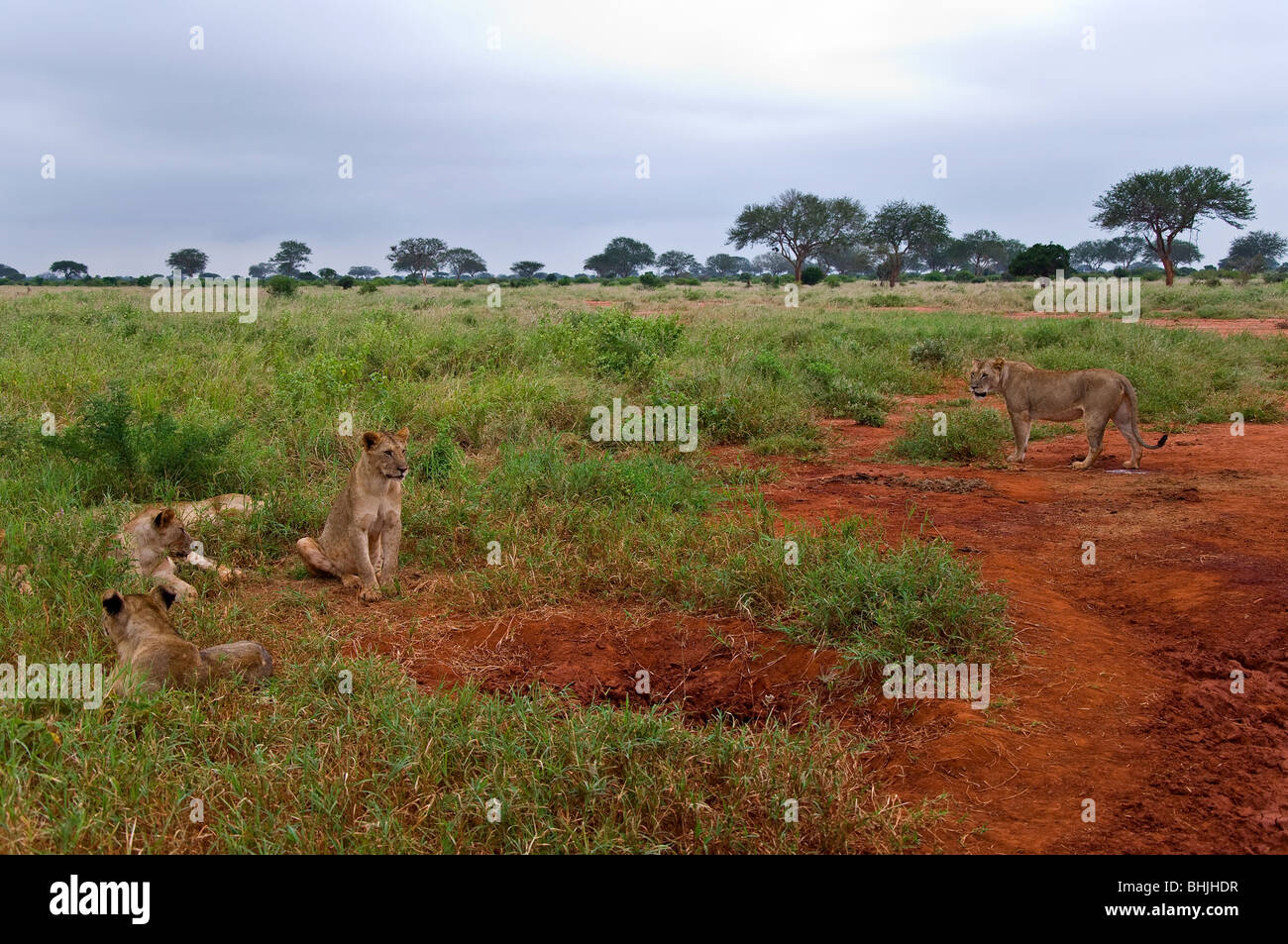 Les Lions, l'Est de Tsavo National Park, Kenya, Africa Banque D'Images