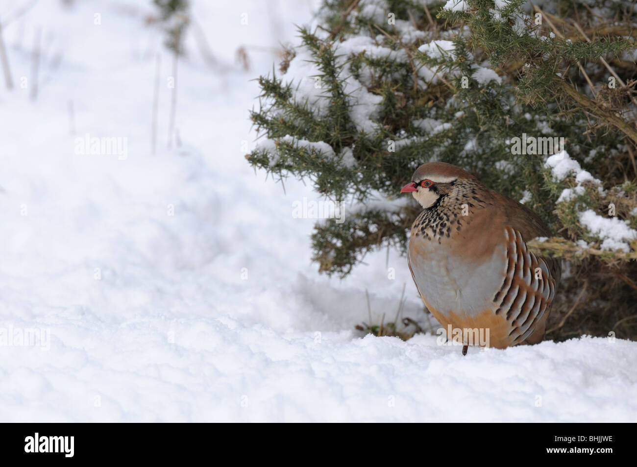 Red-legged Partridge(Alectoris rufa) s'abritant sous l'ajonc bush dans la neige. Banque D'Images
