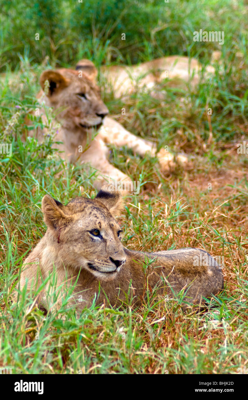 Les Lions, l'Est de Tsavo National Park, Kenya, Africa Banque D'Images