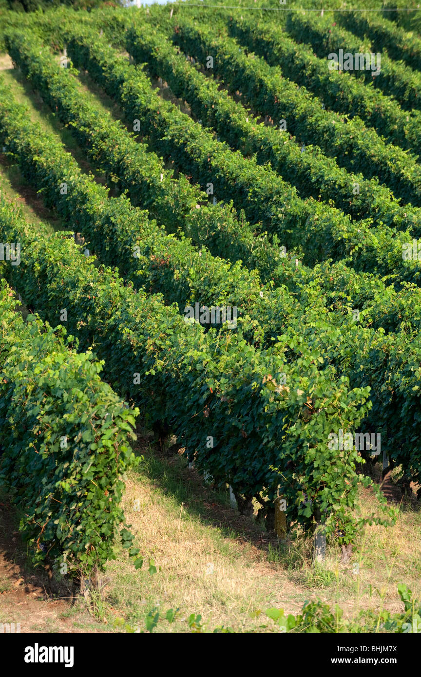 Vignes et raisins italiens près de Piacenza Banque D'Images