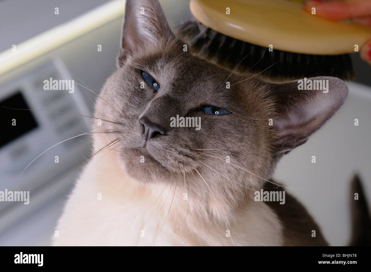 Satisfait visage d'un chat siamois blue point obtenir sa fourrure dans la buanderie brossé Banque D'Images