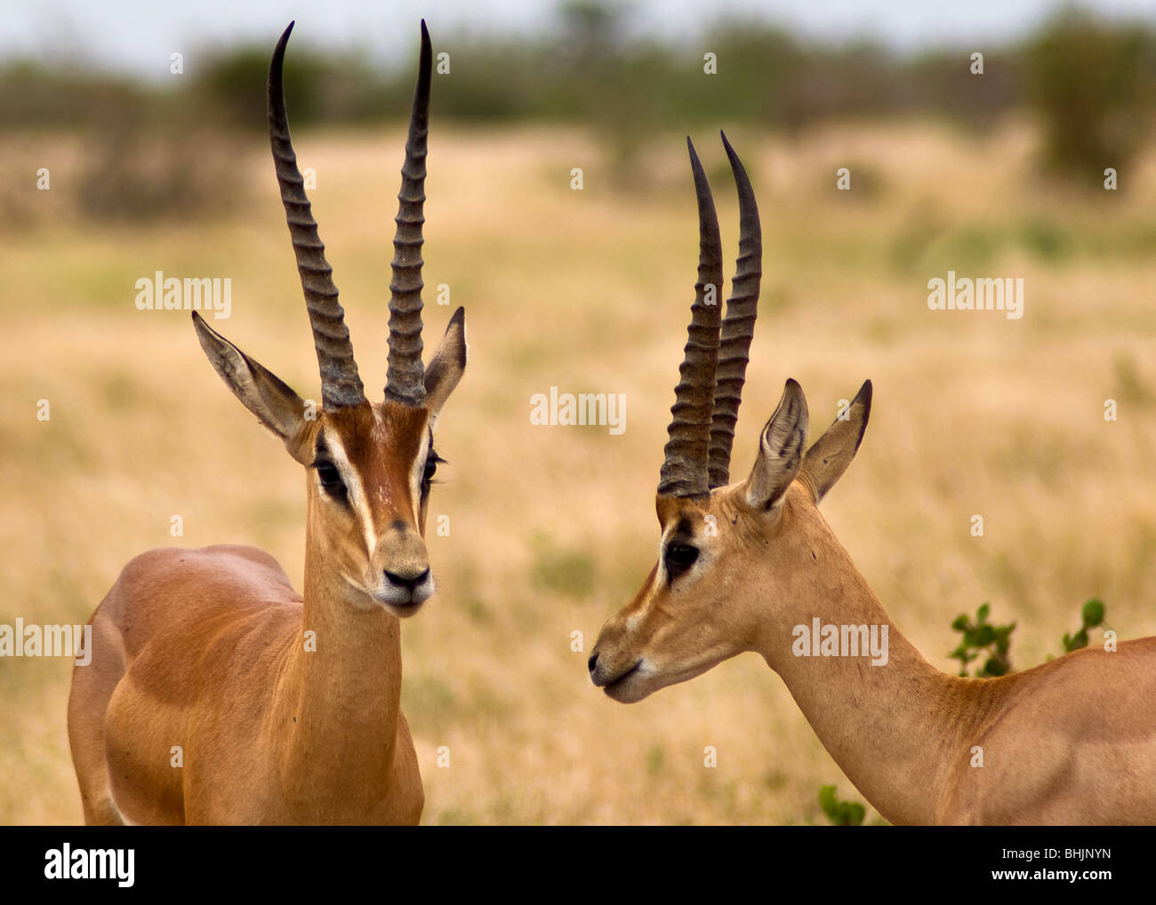 La gazelle de Grant, l'Est de Tsavo National Park, Kenya, Africa Banque D'Images