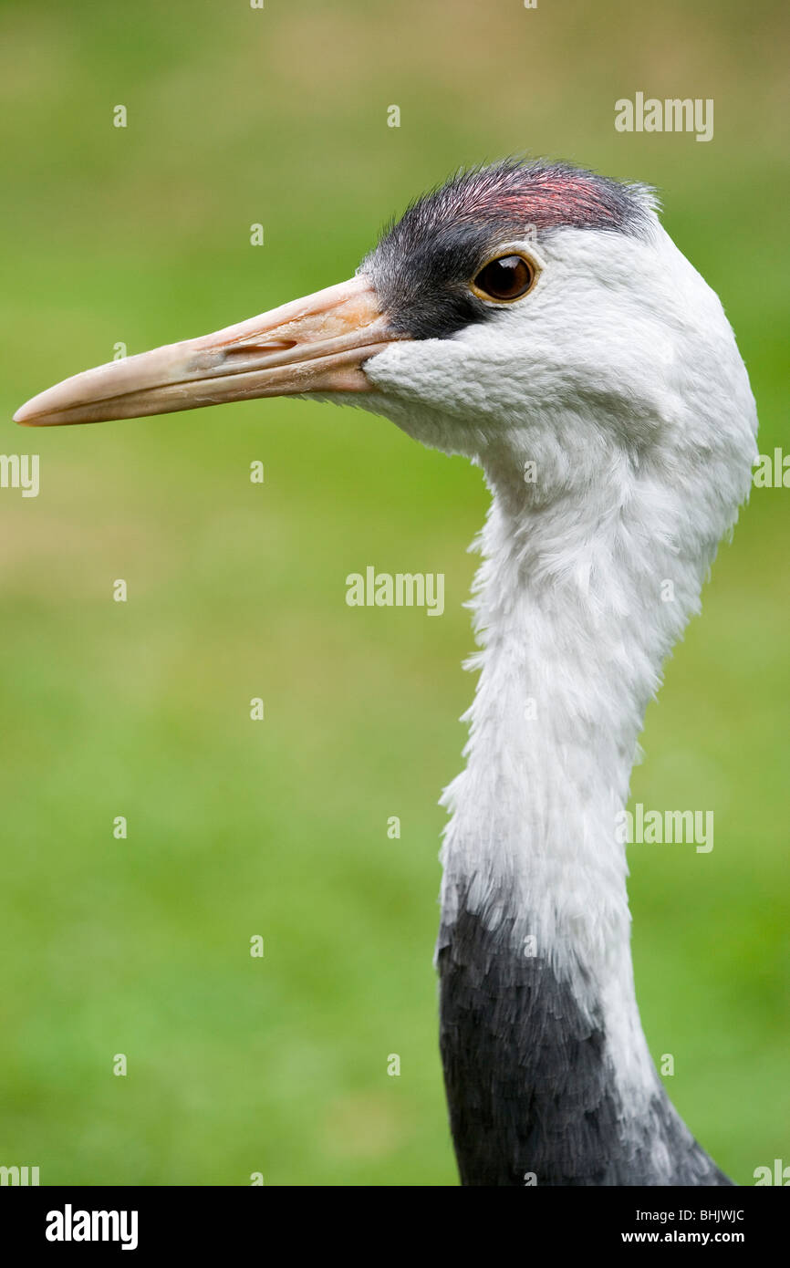 Crane (Grus monacha à capuchon). Banque D'Images